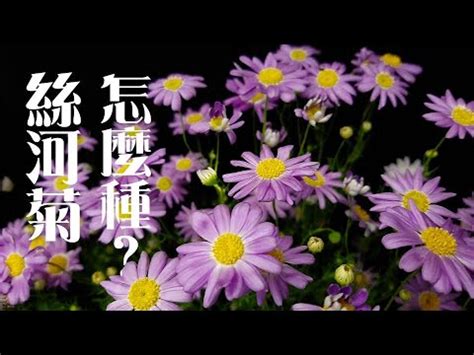 絲河菊|葛斯怎麼種